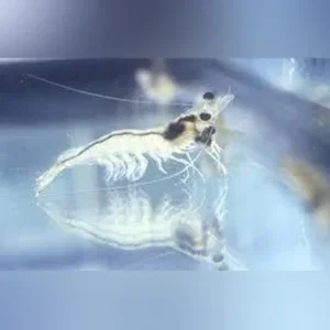 Ghost Shrimp – Pack of 20