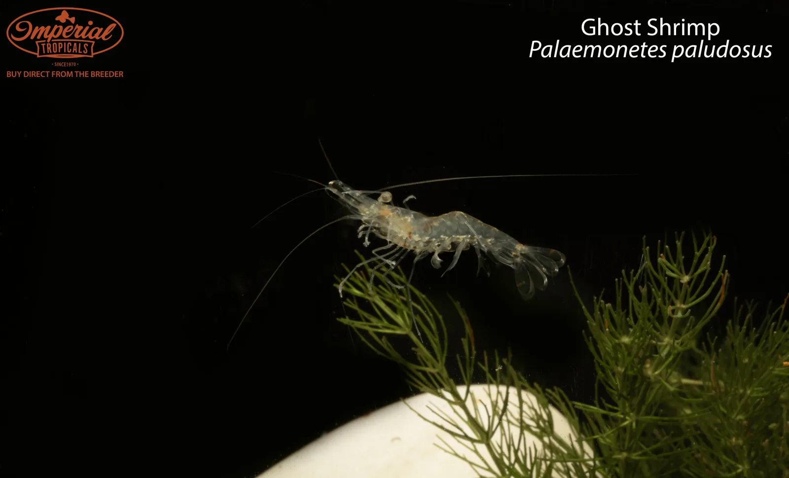 Ghost Shrimp (Palaemonetes paludosus) - Image 2
