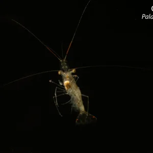 Ghost Shrimp (Palaemonetes paludosus)