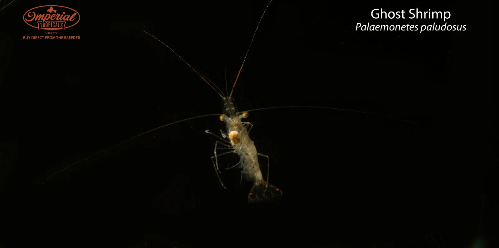 Ghost Shrimp (Palaemonetes paludosus)