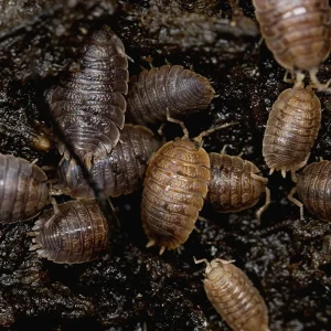 Giant Canyon Isopods (Porcellio dilatatus 'Giant Canyon')