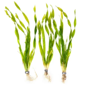Giant Corkscrew Vallisneria Asiatica (Vallisneria americana "Asiatica"), bare root w/lead
