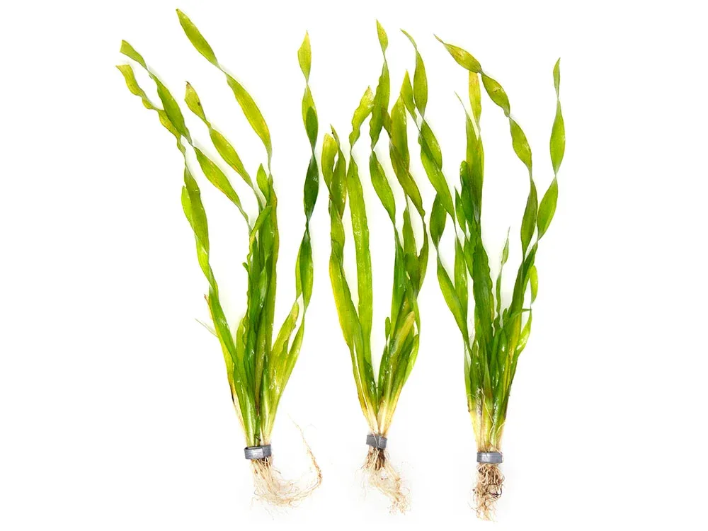 Giant Corkscrew Vallisneria Asiatica (Vallisneria americana "Asiatica"), bare root w/lead