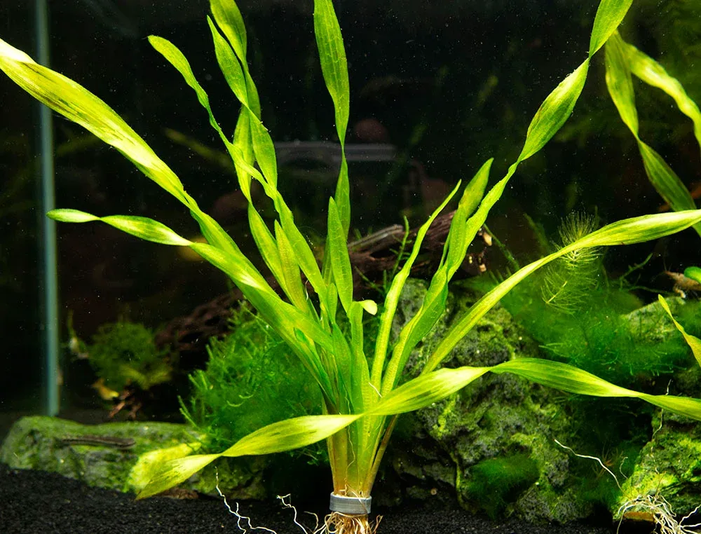 Giant Corkscrew Vallisneria Asiatica (Vallisneria americana "Asiatica"), bare root w/lead - Image 2