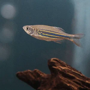 Giant Danio