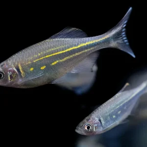 Giant Danio (Devario aequipinnatus), Tank-Bred!