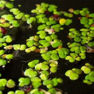 Giant Duckweed (Spirodela polyrhiza) - 2 Tbsp