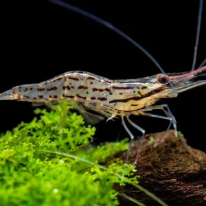 Giant Freshwater Prawn (Macrobrachium spinipes), Tank-Bred!
