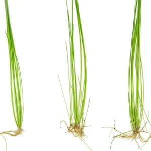 Giant Hairgrass AKA Sand Spikerush (Eleocharis montevidensis)