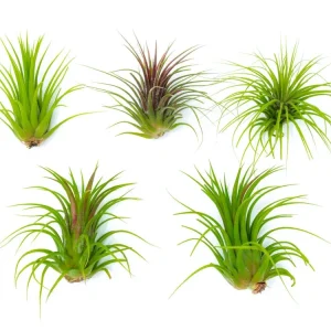 Giant Ionantha Tillandsia Air Plants