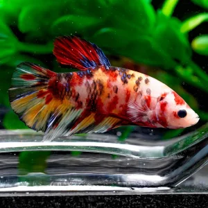 Giant Koi Plakat Betta