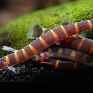 Giant Kuhli Loach (Pangio myersi)