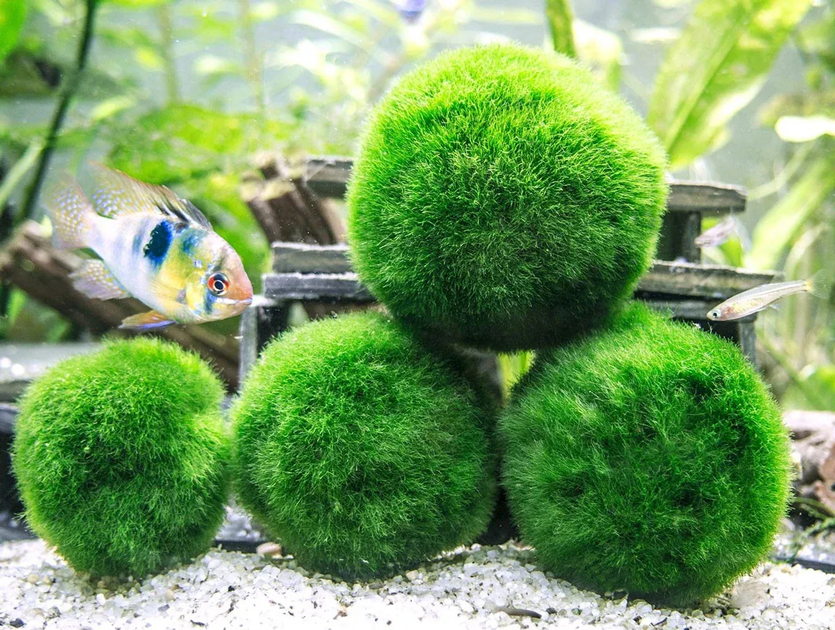 Giant Marimo Moss Balls (1.5-2 inch)