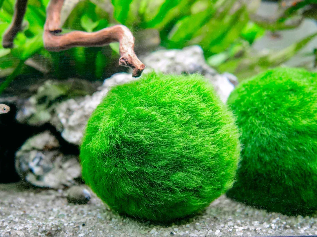 Giant Marimo Moss Balls (1.5-2 inch) - Image 2
