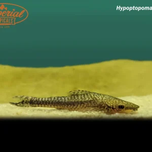 Giant Oto