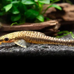 Giant Otocinclus Catfish (Hypoptopoma gulare)