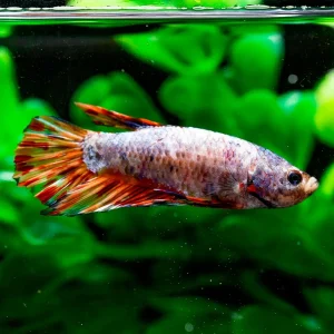 Giant Plakat Betta