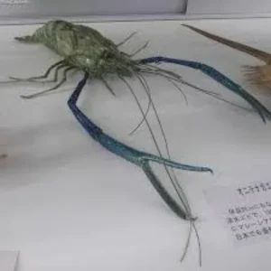 Giant River Prawn