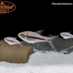 Giant Spotted Emperor Tetra
