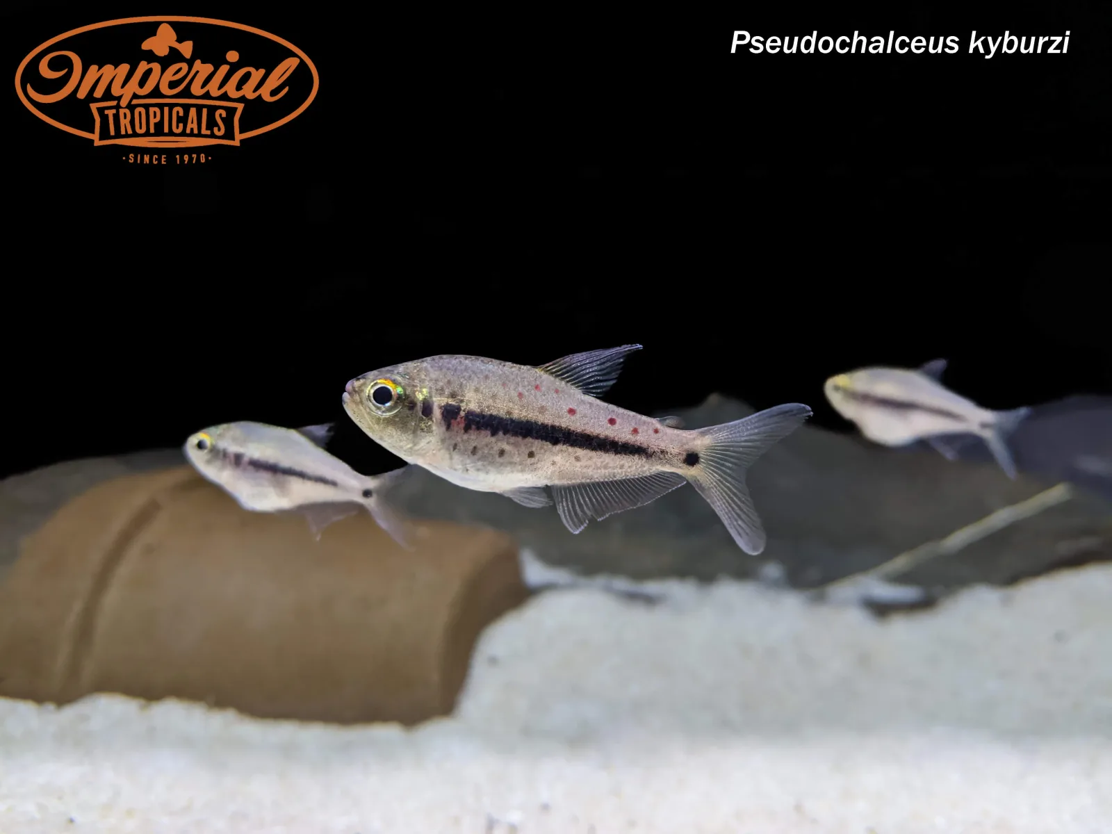 Giant Spotted Emperor Tetra