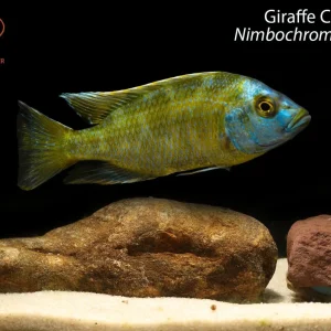 Giraffe Cichlid (Nimbochromis venustus)