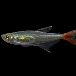 Glass Bloodfin Tetra (Prionobrama filigera), Tank-Bred!