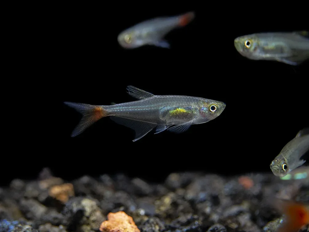 Glass Bloodfin Tetra (Prionobrama filigera), Tank-Bred! - Image 2