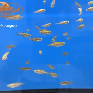 Glowlight Danio
