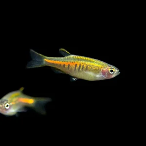 Glowlight Danio (Celestichthys choprae), Tank-Bred!