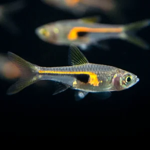 Glowlight Rasbora (Trigonostigma hengeli)
