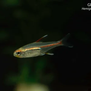 Glowlight Tetra