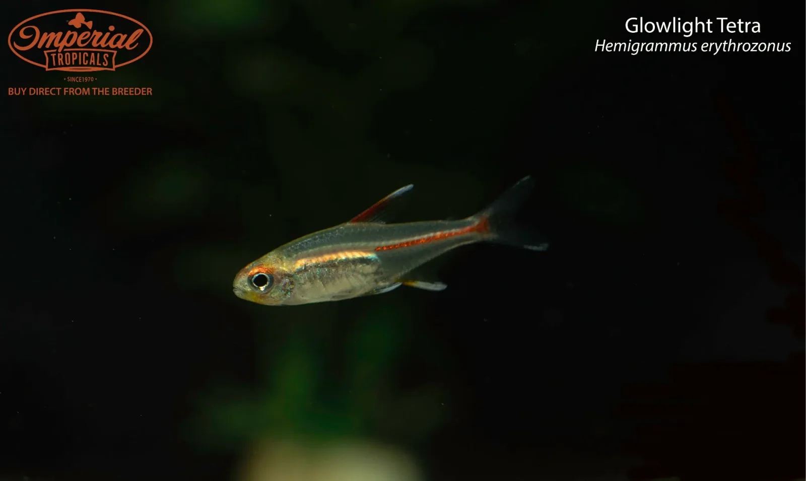 Glowlight Tetra