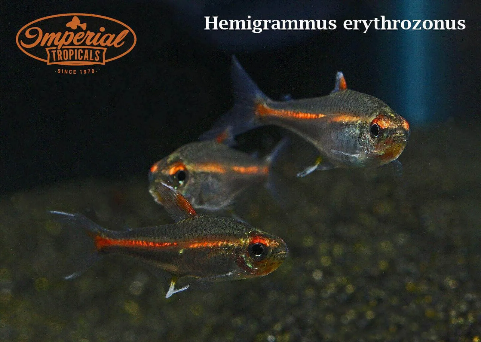 Glowlight Tetra - Image 2