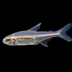 Glowlight Tetra (Hemigrammus erythrozonus), Tank-Bred