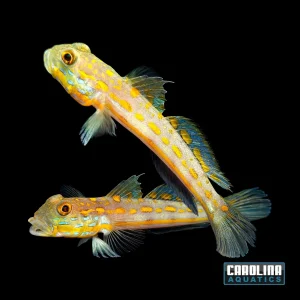 Goby - Diamond Sm