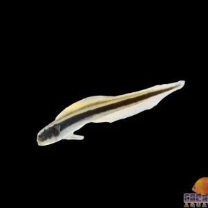 Goby - Engineer
