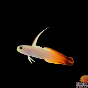Goby - Firefish