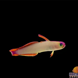 Goby - Firefish Purple