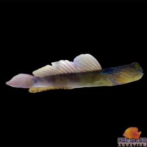 Goby - Harbour