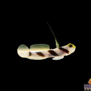 Goby - HiFin Banded