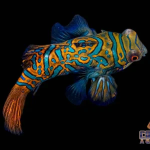 Goby - Mandarin Green Lg