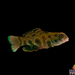 Goby - Mandarin Spotted