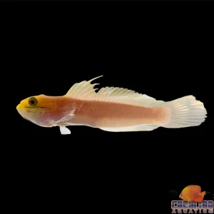 Goby - Sleeper Bella Lg