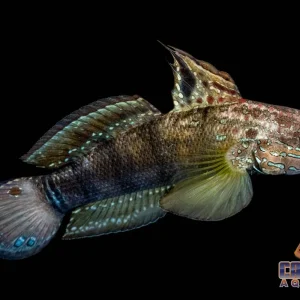 Goby - Sleeper Dragon Lg