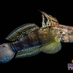 Goby - Sleeper Dragon Sm