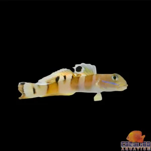 Goby - Wardi Tiger XL