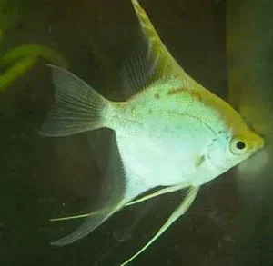 Gold Angelfish
