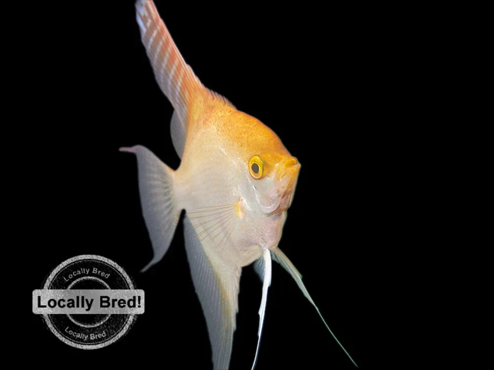 Gold Angelfish (Pterophyllum scalare), Locally-Bred - Image 2