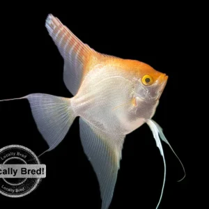 Gold Angelfish (Pterophyllum scalare), Locally-Bred
