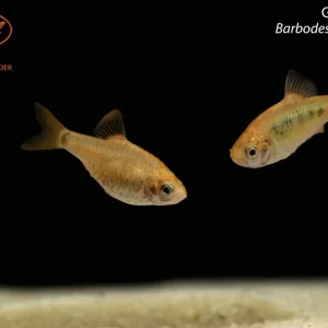 Gold Barb (Barbodes semifasciolatus)